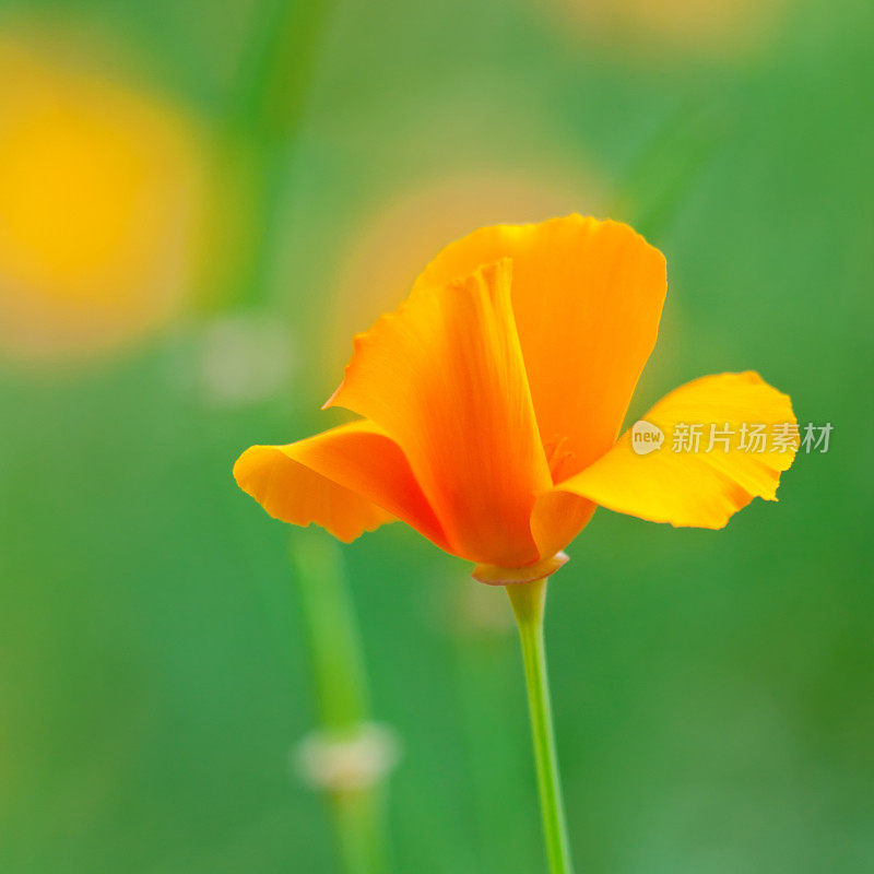 加州罂粟(Eschscholzia California) - I